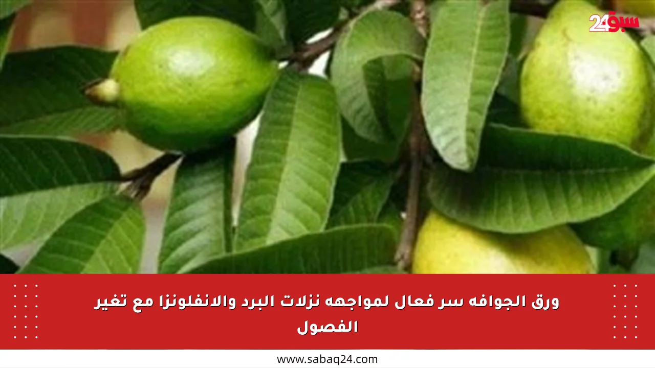 ورق الجوافة سر فعال لمواجهة نزلات البرد والإنفلونزا مع تغير الفصول